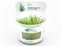 Preview: Flammen-Moos - Taxiphyllum sp. 'Flame Moss' in vitro